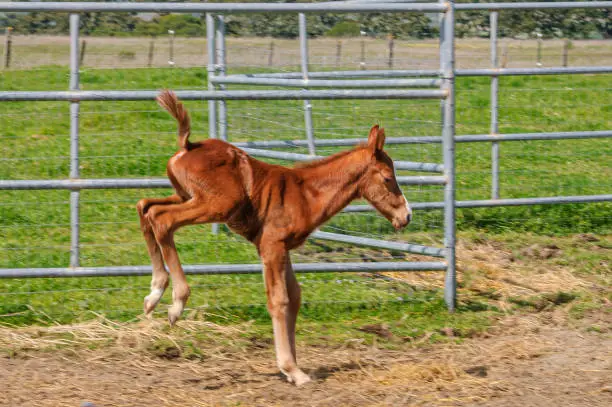 Photo of Days Old Filly Getting Used to Walking and Running