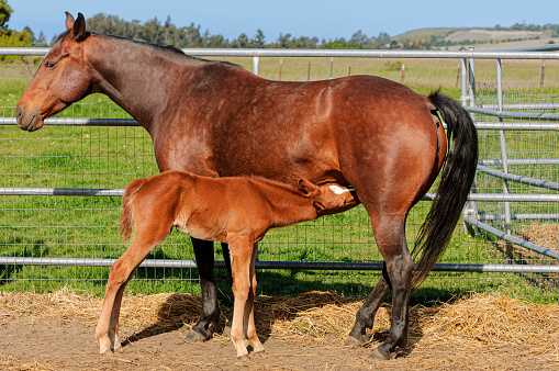 Newborn filly eating from it's mom in it's new pen