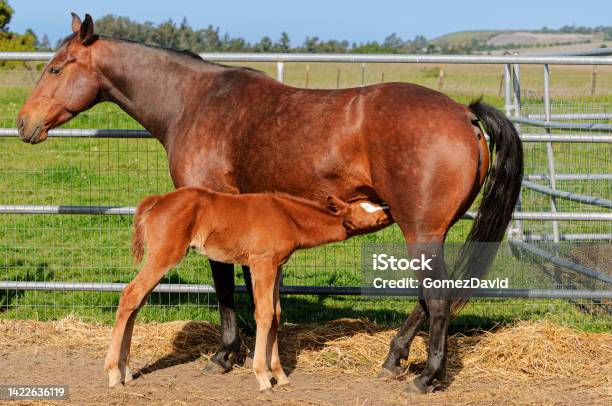 Days Old Filly Getting Used To Walking And Eating From Mom Stock Photo - Download Image Now