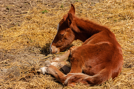 lose-up of days old filly resting after running and jumping in it's new pen.