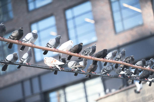 istock Pigeons in the city 1422636804