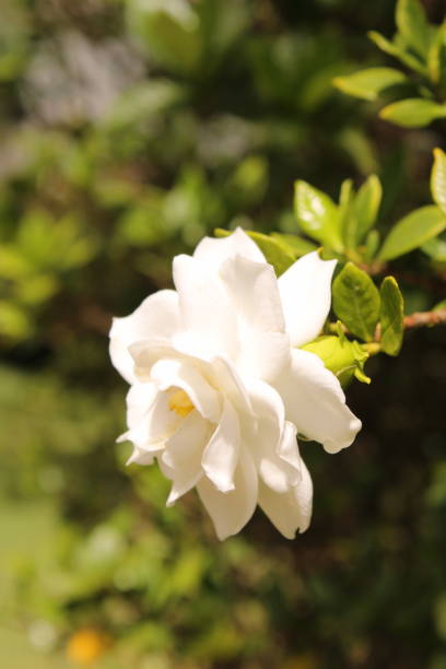 kamelia japońska oświetlona naturalnym światłem - camellia day nobody single flower zdjęcia i obrazy z banku zdjęć