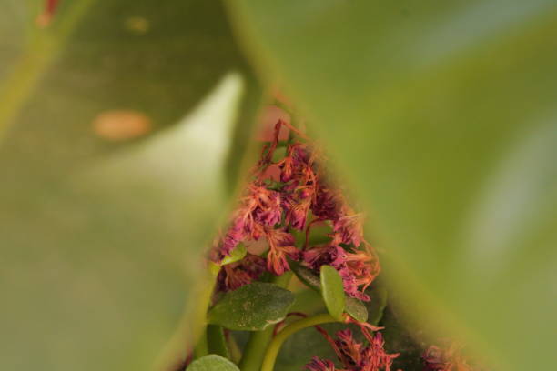 istock Dried Flowers Hidden by Leaves 1422643407