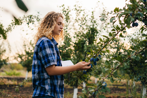 Curly woman farmer examining the quality of the plums on the tree, using digital tablet. Smart farming robotic machine. Modern technology in agriculture