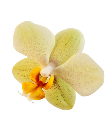 Orchid, Phalaenopsis, single bloom, lemon-yellow