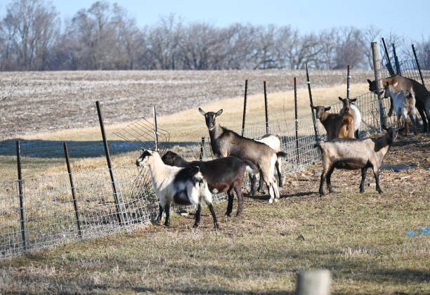 Goats in the Pasture
