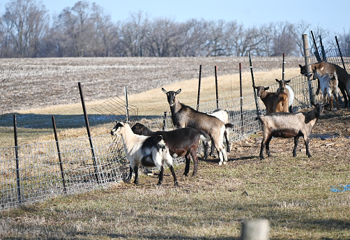 Herd of goats by the fence on the hill.