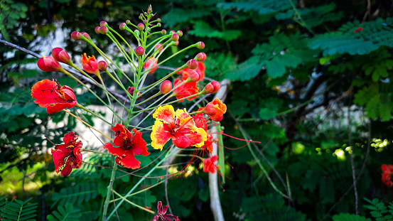 The peacock flower is native to Asia and Africa.  Besides being beautiful, this plant also has many benefits, for example as a medicine for irregular menstruation, red eyes, diarrhea, canker sores, flatulence and heat cramps in children.