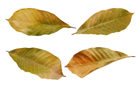 Autumn leaf of Virginia Creeper isolated on white background