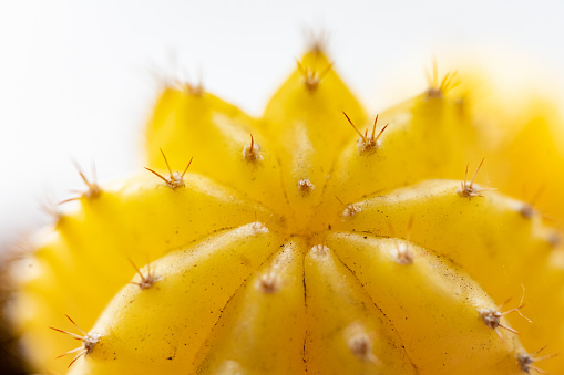 This is a close up macro photograph of a yellow succulent plant with shallow depth of field.