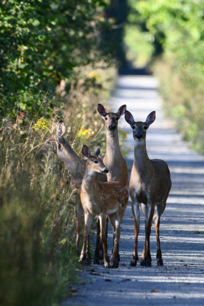 istock A herd of white Tailed Deer walking along the Trans Canada Trail 1422661604