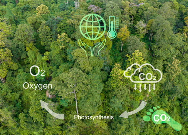 istock Tropical forests absorbing carbon dioxide and change to Oxygen. 1422662885