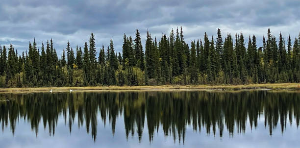 istock Trees reflected upon king lake in Alaska and swans floating upon its surface. 1422662919