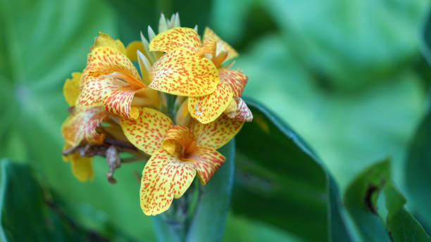 istock Tenerife Canna Lily 1422665303