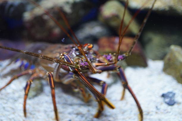 cool lobster that turns toward us