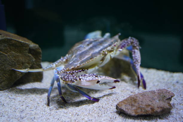 istock Walleye crab facing us in the water 1422668142