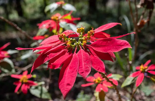 Photo of Close up of the Mexican Poinsettia or Christmas flowers growth in the nature.