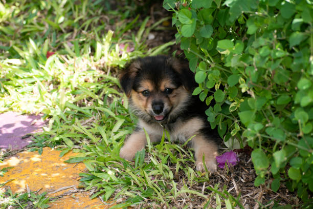 istock A black and tan puppy lying down outdoors 1422675940