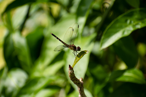 One female blue dasher dragonfly landed on a small leaf with blurred nature in the background