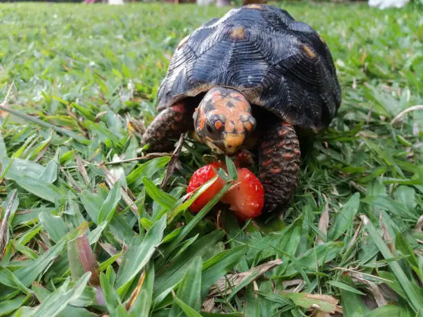 Baby red footed tortoise looking at half eaten strawberry