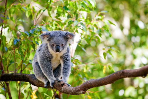 A koala in a tree in the nature of Australia.