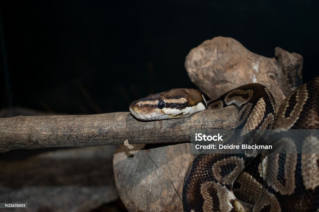 Python On A Stick A Python On A Stick Stock Photo - Download Image Now - Animal, Animal ...