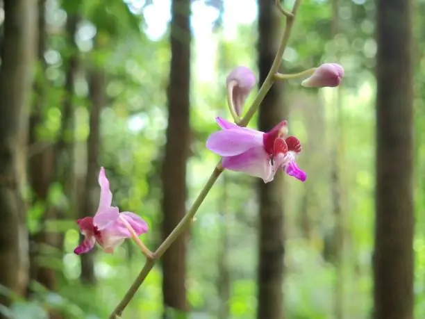 Phalaenopsis pulcherrima is a species of wild orchid with long inflorescences and purple flowers.