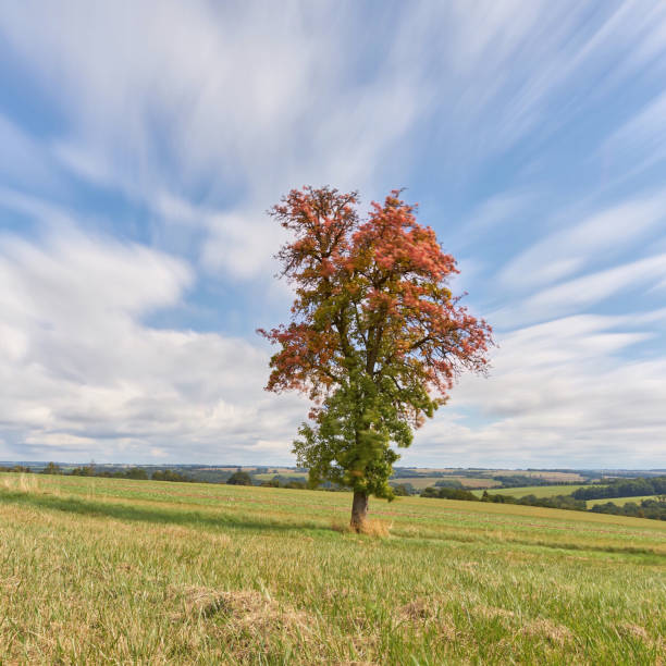 istock Play of colors 1422678535