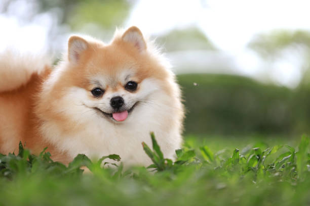 istock Pomeranian dog resting on grass field close up 1422679307