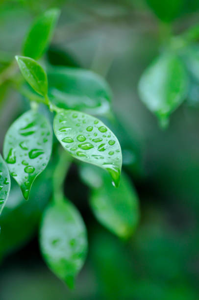 istock banyan tree or Ficus annulata or ficus bengalensis and rain drop 1422679314