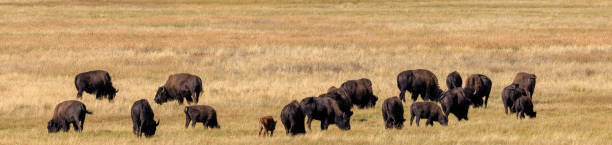 Herd of bison stock photo