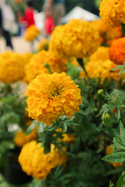 Marigold flower has a bright color dominated by one color, namely bright yellow. stock photo