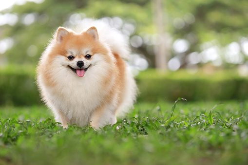 Un lindo perro pomerania en un parque, copia el espacio. photo