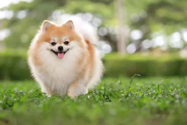 Photo of A cute pomeranian dog in a park, copy space.