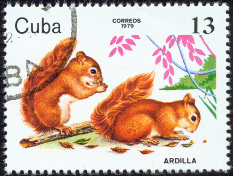 CUBA - CIRCA 1979: A stamp printed by Cuban Post shows two squirrels, circa 1979