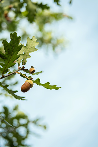 Oak branch with acorns and oak leaves isolated on white.