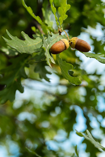 Oak branch with acorns and oak leaves isolated on white.