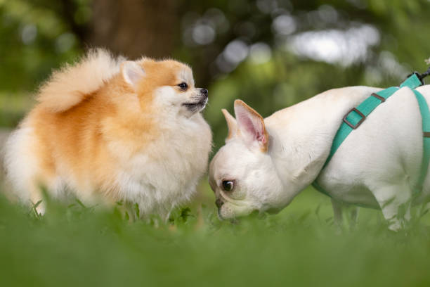 8,199 Dog Meeting Stock Photos, Pictures & Royalty-Free Images - iStock | Hot dog meeting, Dog meeting puppy, Dog meeting person 8,199 Dog Meeting Stock Photos, Pictures & Royalty-Free Images - iStock | Hot dog meeting, Dog meeting puppy, Dog meeting person