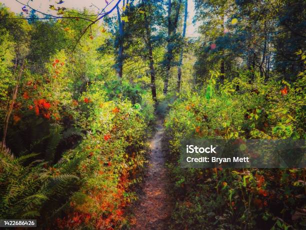 Nature Path Stock Photo - Download Image Now - Autumn, Beauty In Nature, Bright