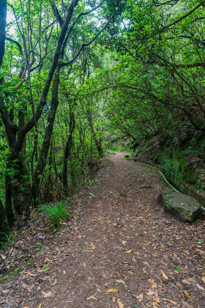 Trail with levada near Portela mountain pass in Madeira stock photo