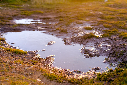 Puddle, grass, tracks in mud at dusk. Galicia, Spain.
