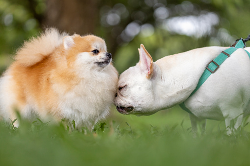 French bulldog making friends with pomeranian dog in a public park during dog walk