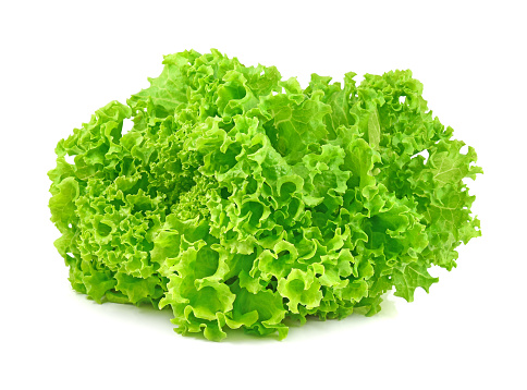 green oak lettuce on white background