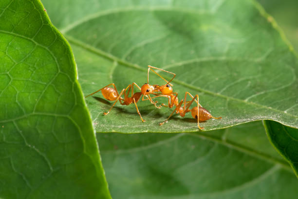 istock Group of thai ants, thailand. 1422697013
