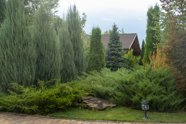 istock Landscaping. Used trees and shrubs. Thuja, coniferous trees, juniper. 1422697855
