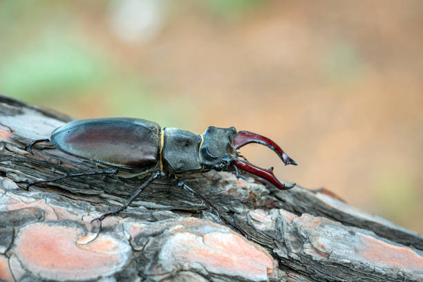 istock Lucanus cervus, the European stag beetle, 1422698310