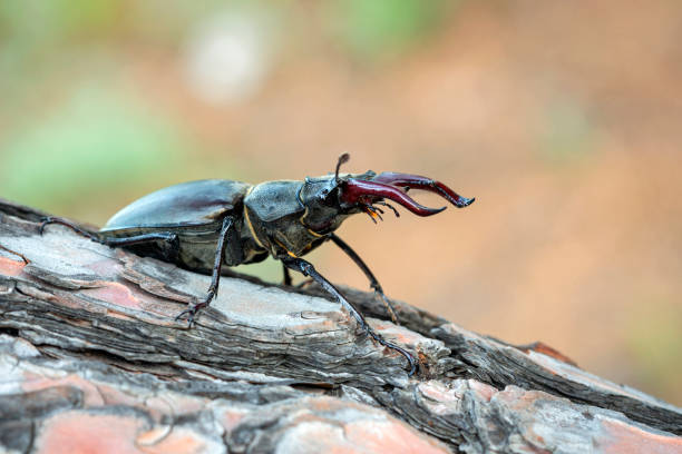 istock Lucanus cervus, the European stag beetle, 1422698311