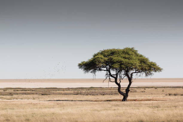 african landscape