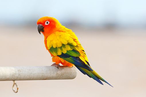 Colorful of Sun parakeet or Sun conure parrot perched on a branch.