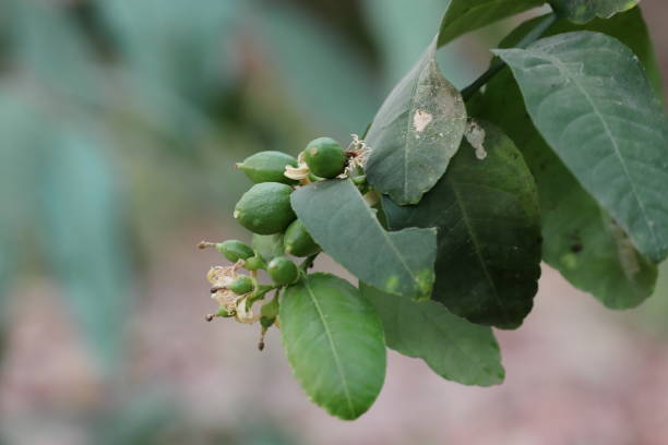 istock green lemon fruits hanging on tree in a field with blur background 1422701937
